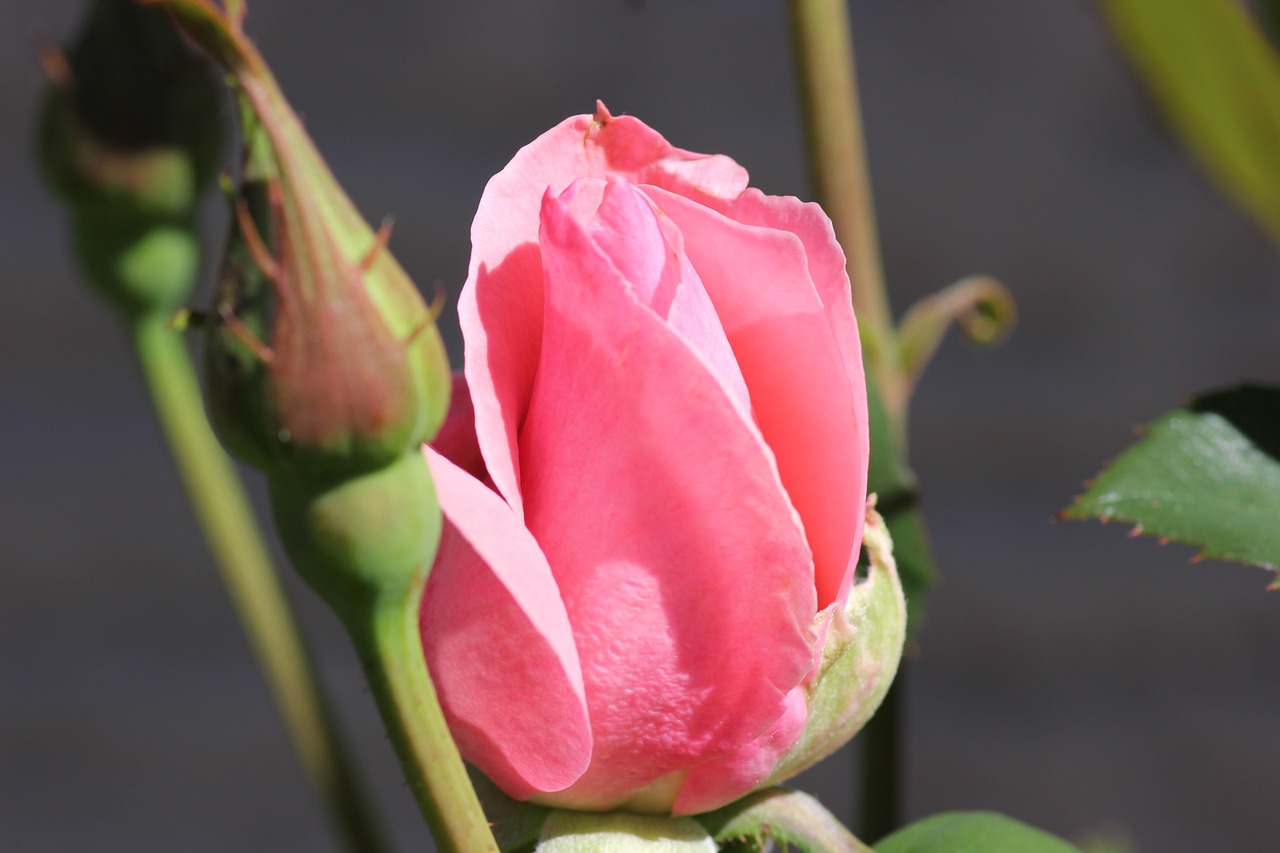 rose lila