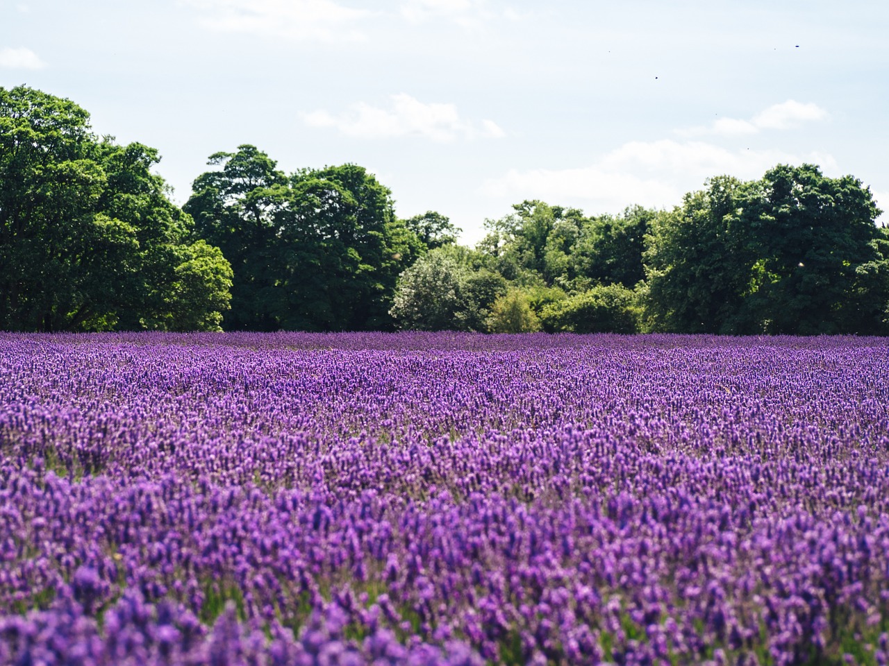 lavender lilac field of flowers free photo
