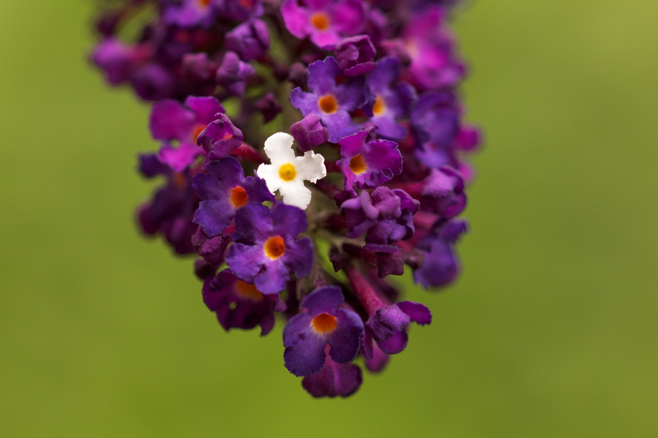 lilac blossom bloom free photo