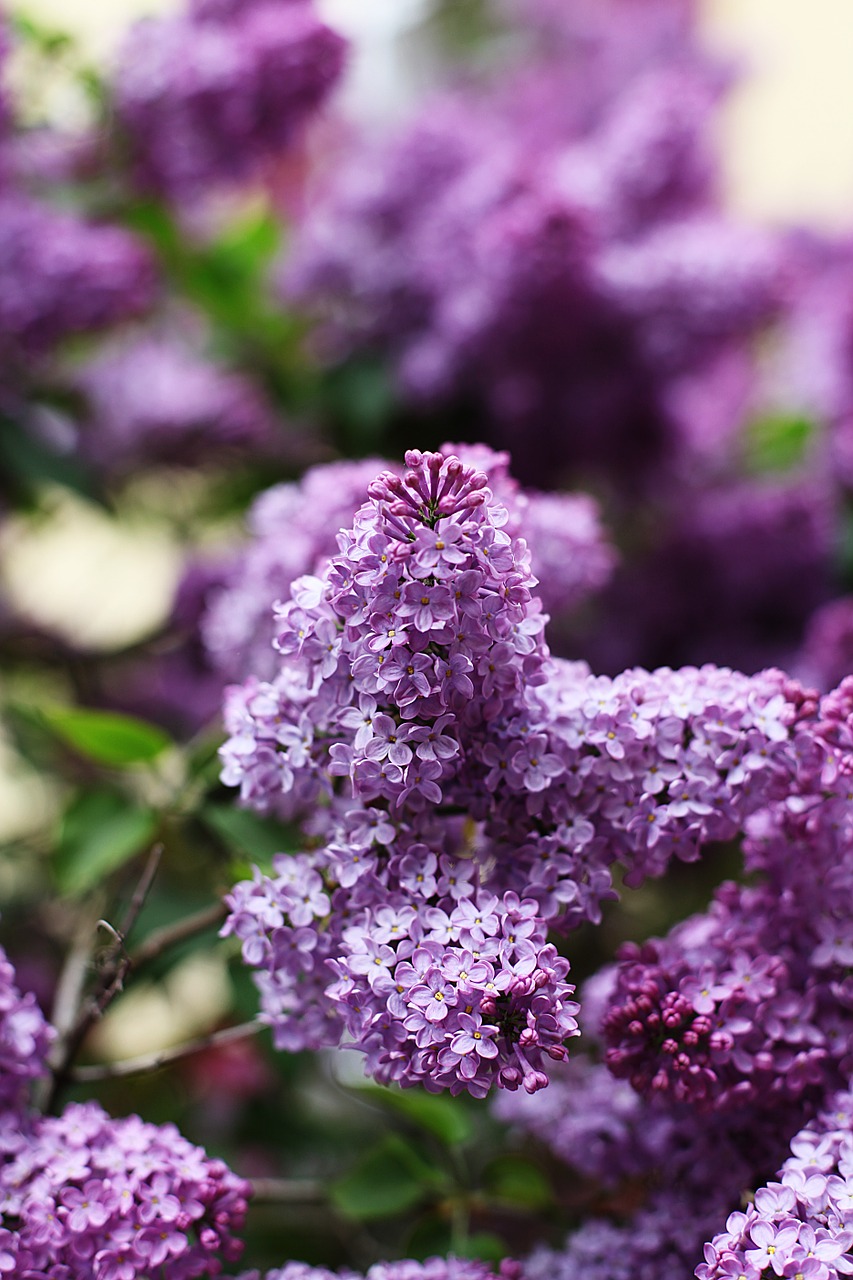 lilac spring may free photo