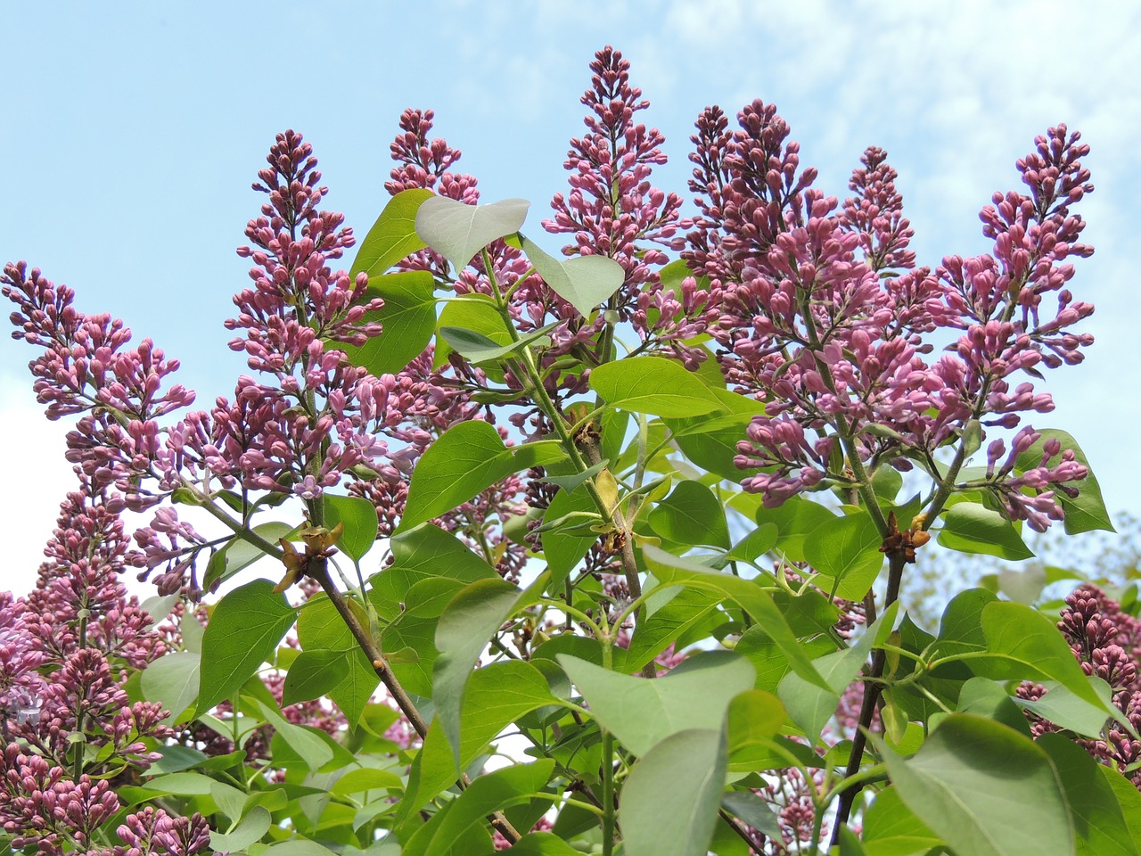 lilac flower free pictures free photo