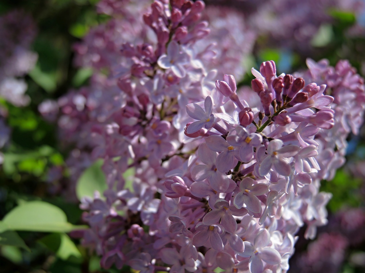 lilac purple bush free photo