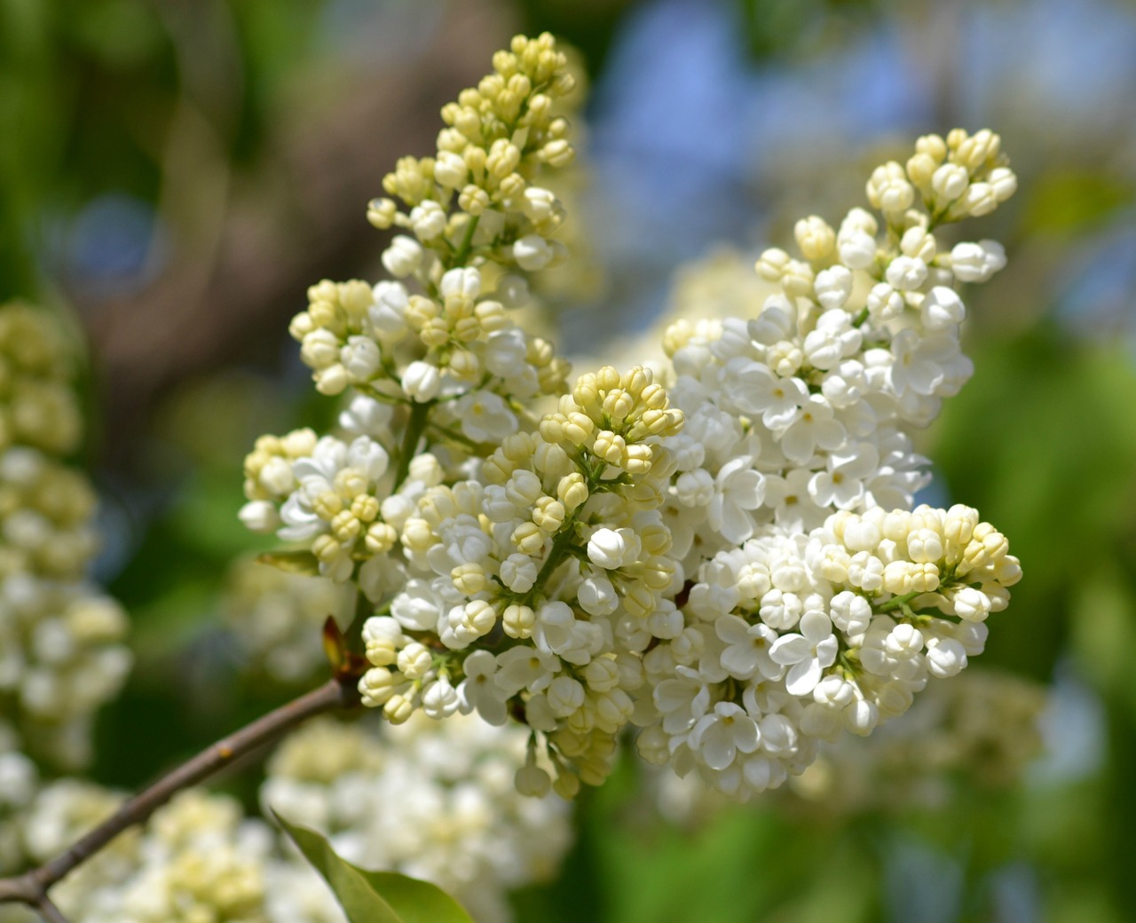 lilac leap may free photo