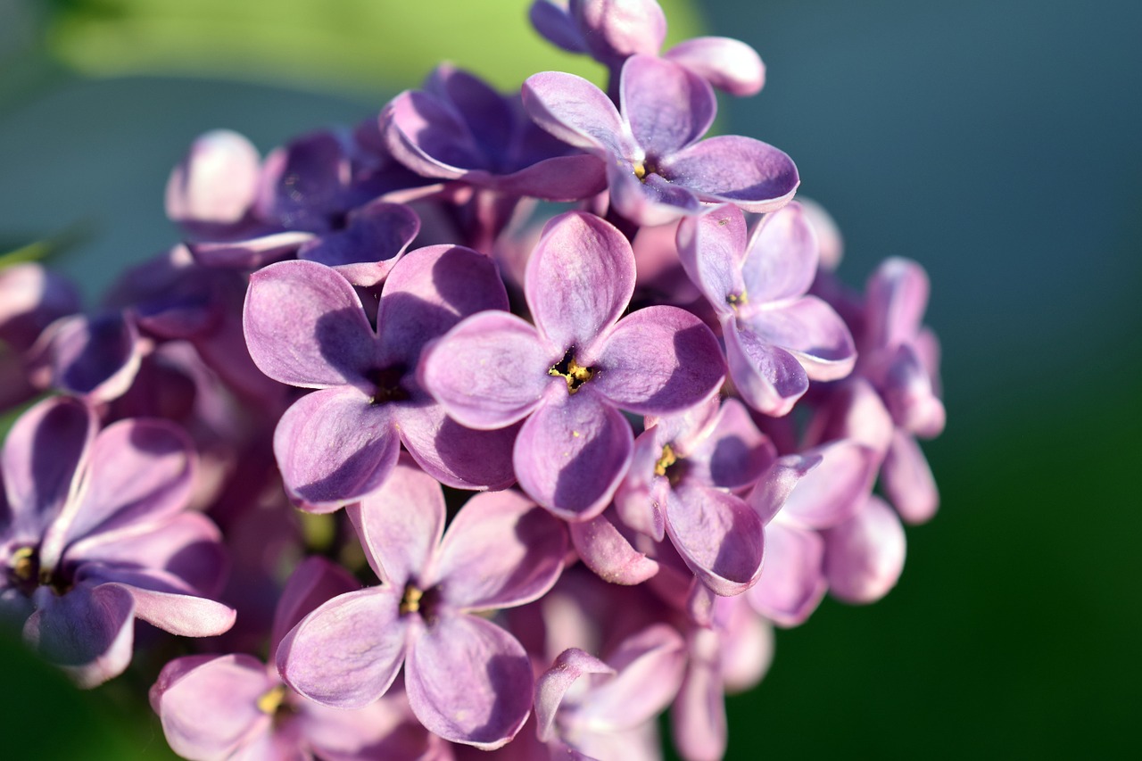 lilac flower spring free photo