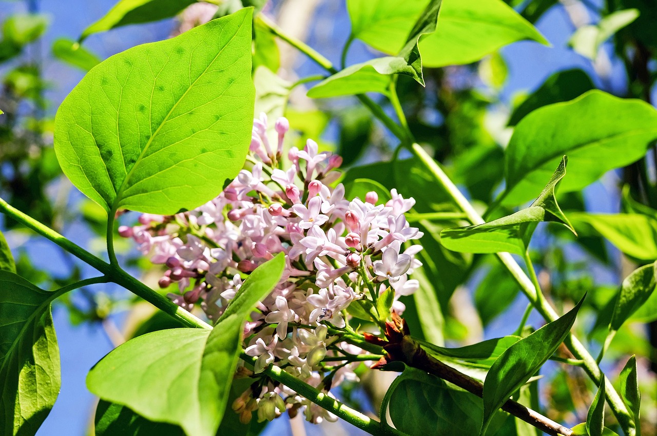 lilac flower blossom free photo