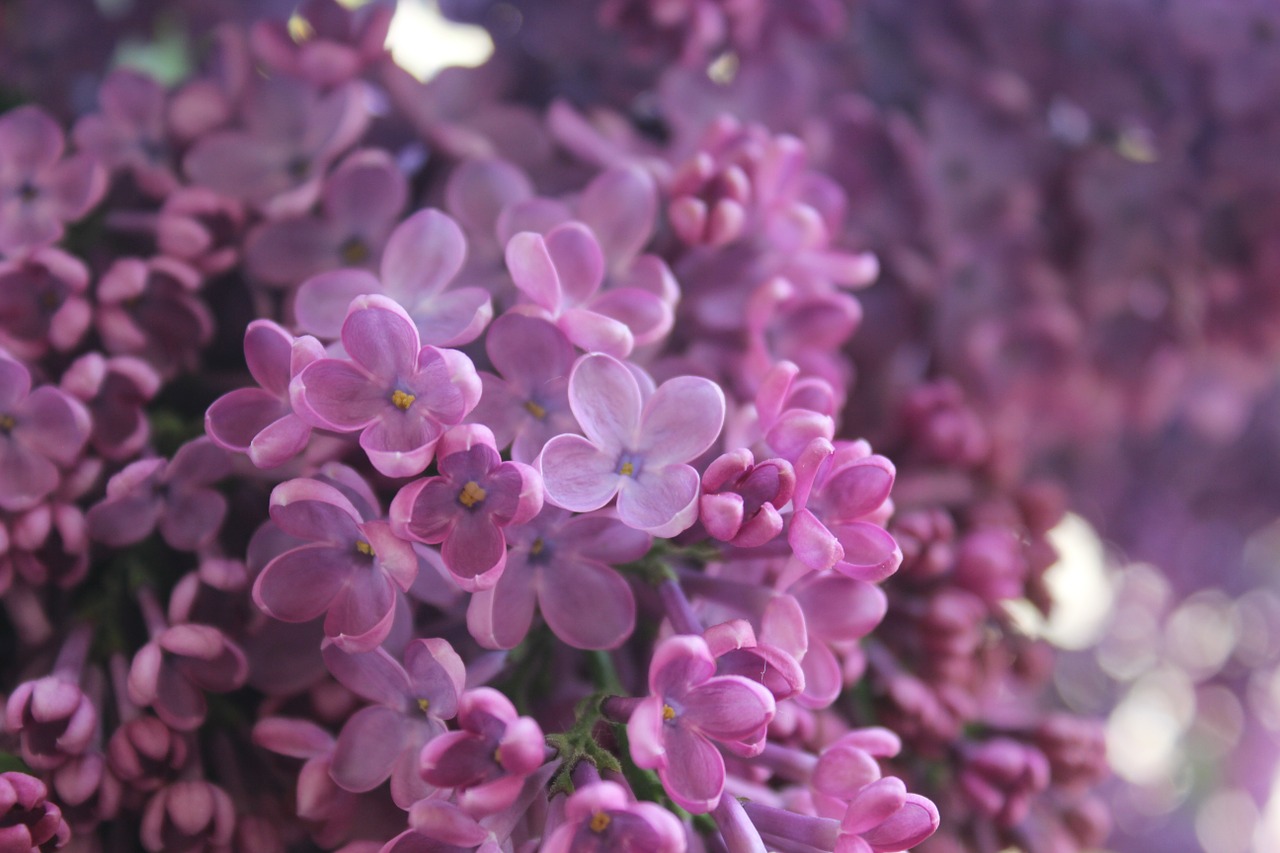 lilac purple flower free photo