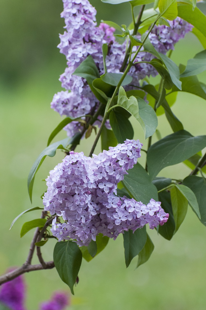 lilac flowers nature free photo