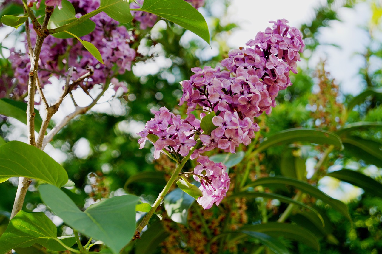 lilac garden lilac branches free photo