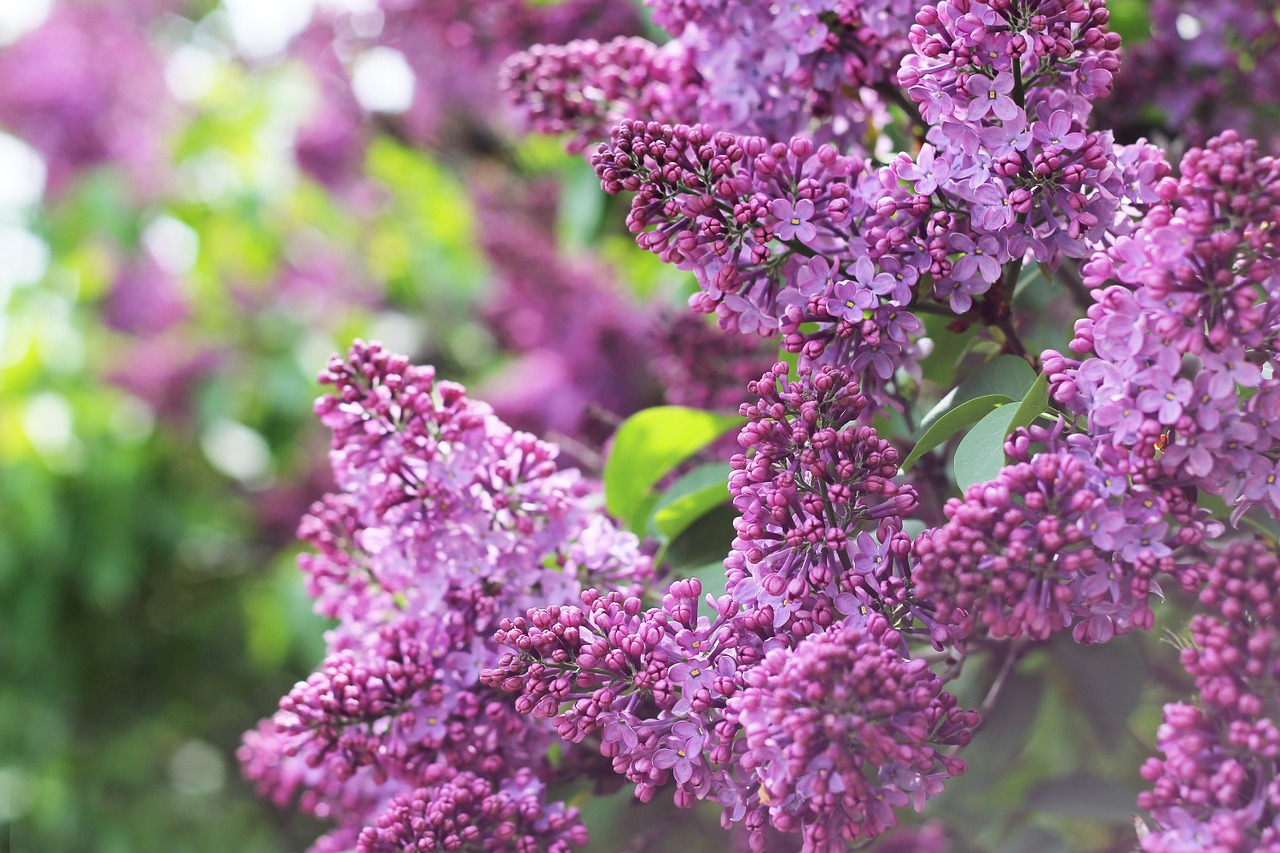 lilac bush branch free photo