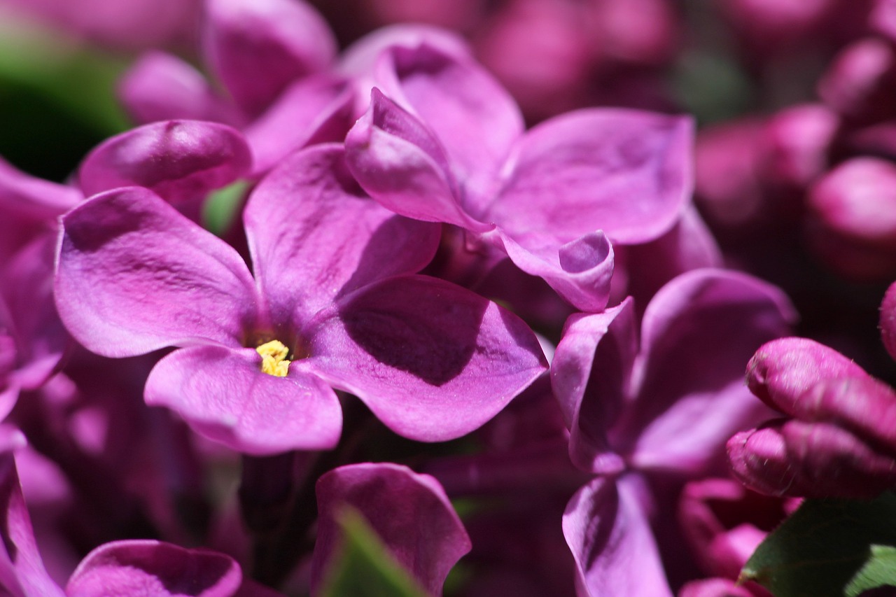 lilac flowers bloom free photo