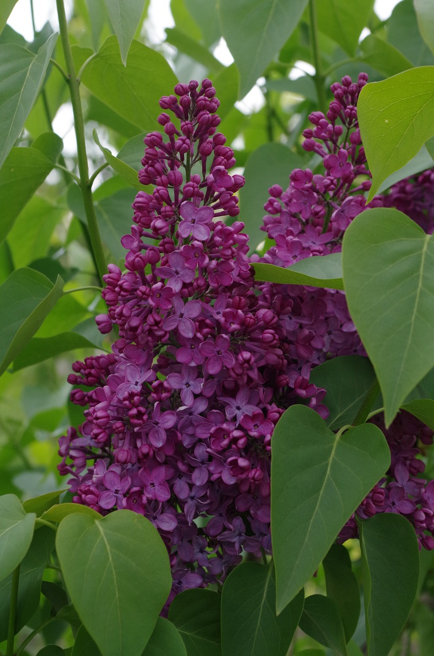 lilac purple spring free photo