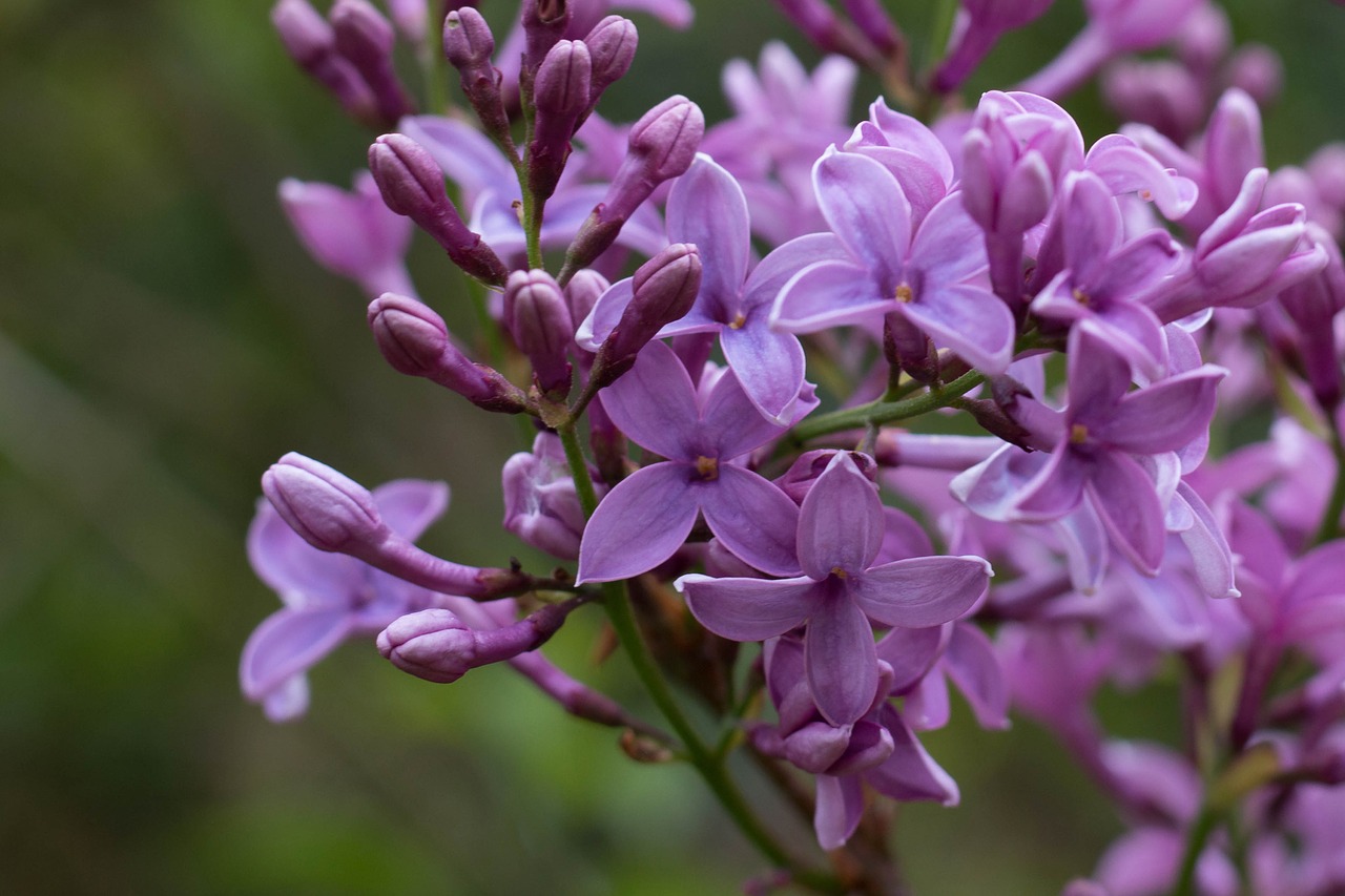 flower lilac spring free photo