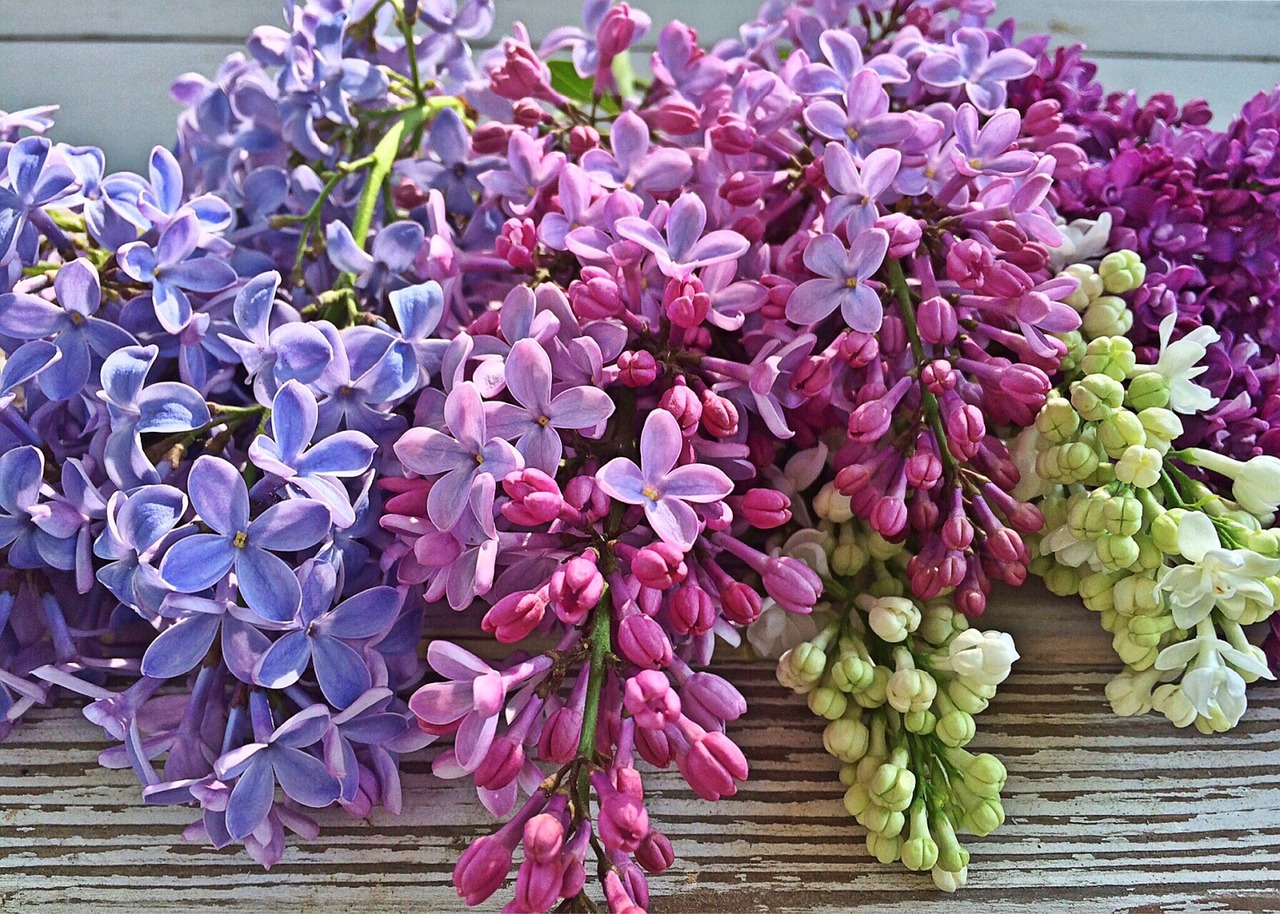 blossom lilac bloom free photo