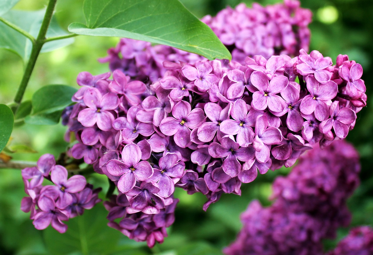 lilac spring summer free photo