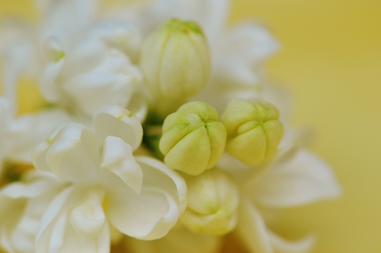 lilac white plant free photo