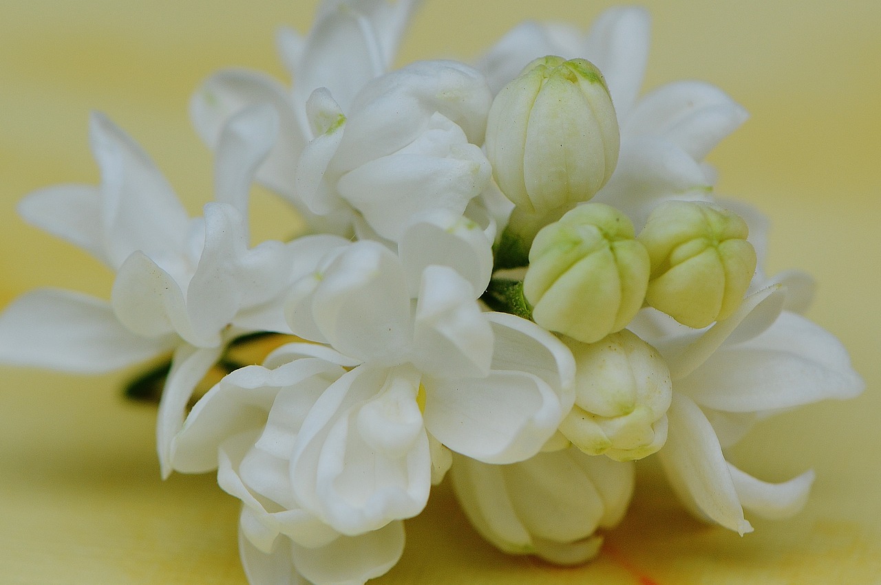 lilac white plant free photo