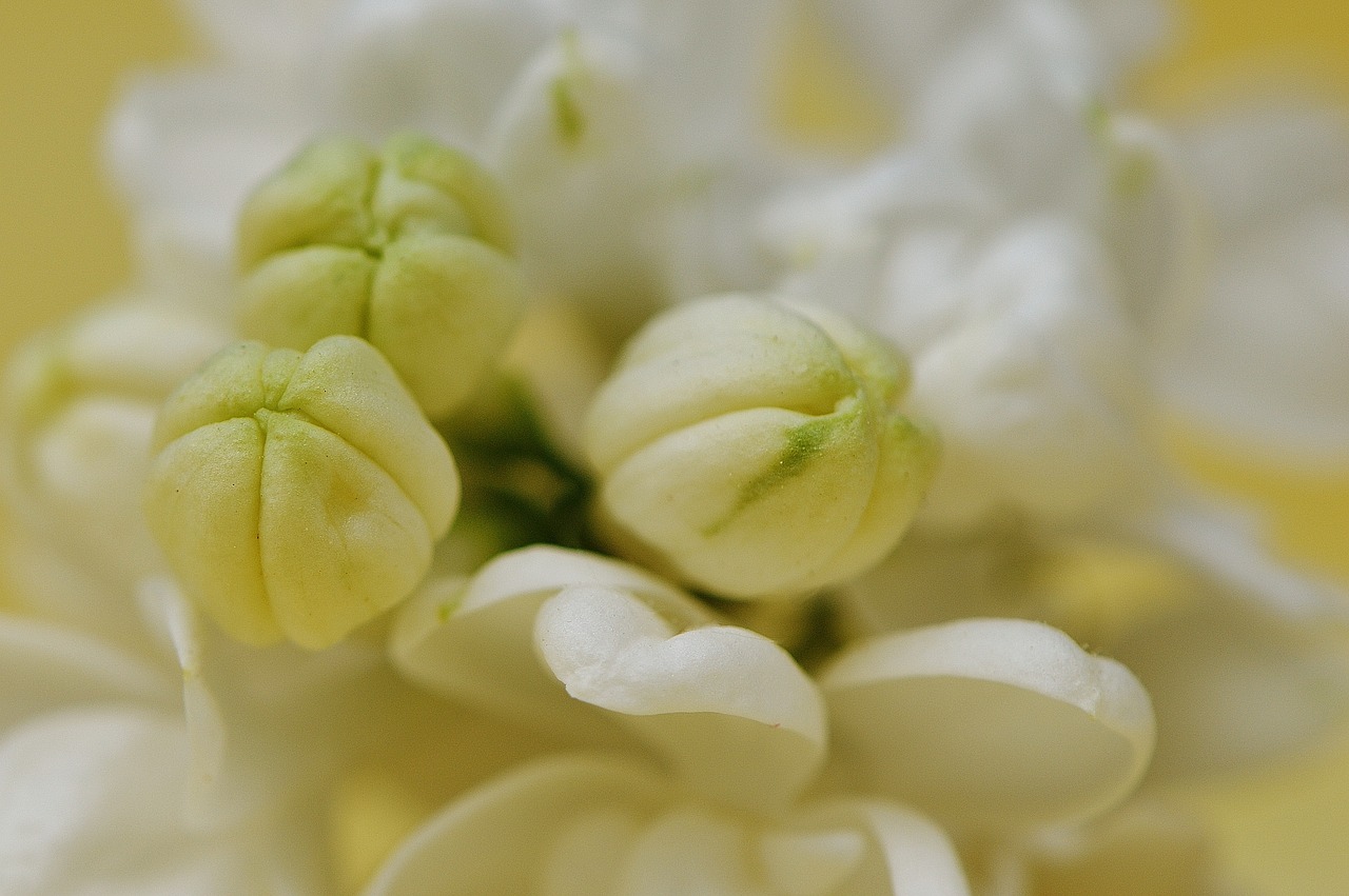 lilac white plant free photo