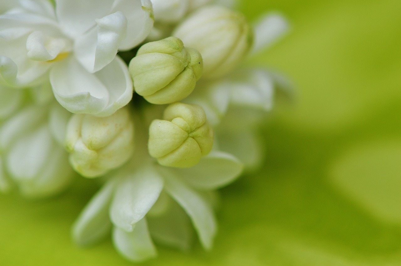 lilac white plant free photo