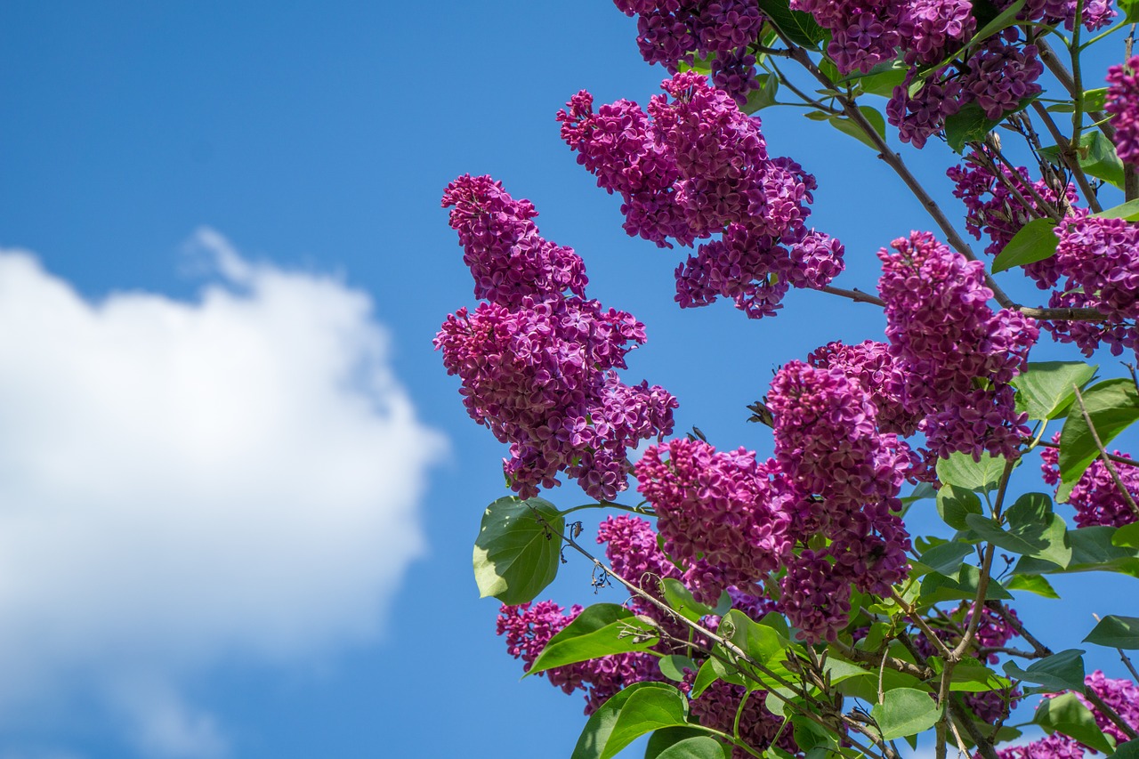 lilac red red lilac free photo