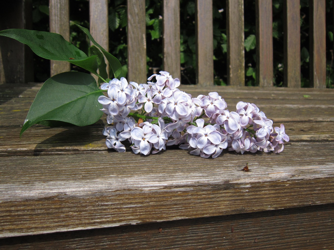 lilac decorative lilac flower free photo