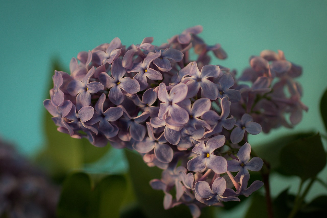 lilac syringa bush free photo