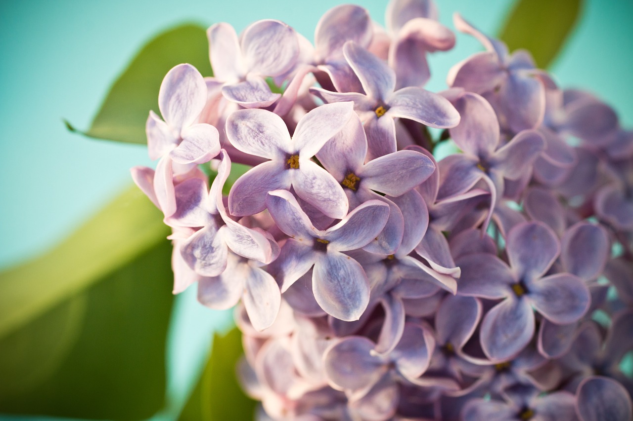 lilac syringa bush free photo