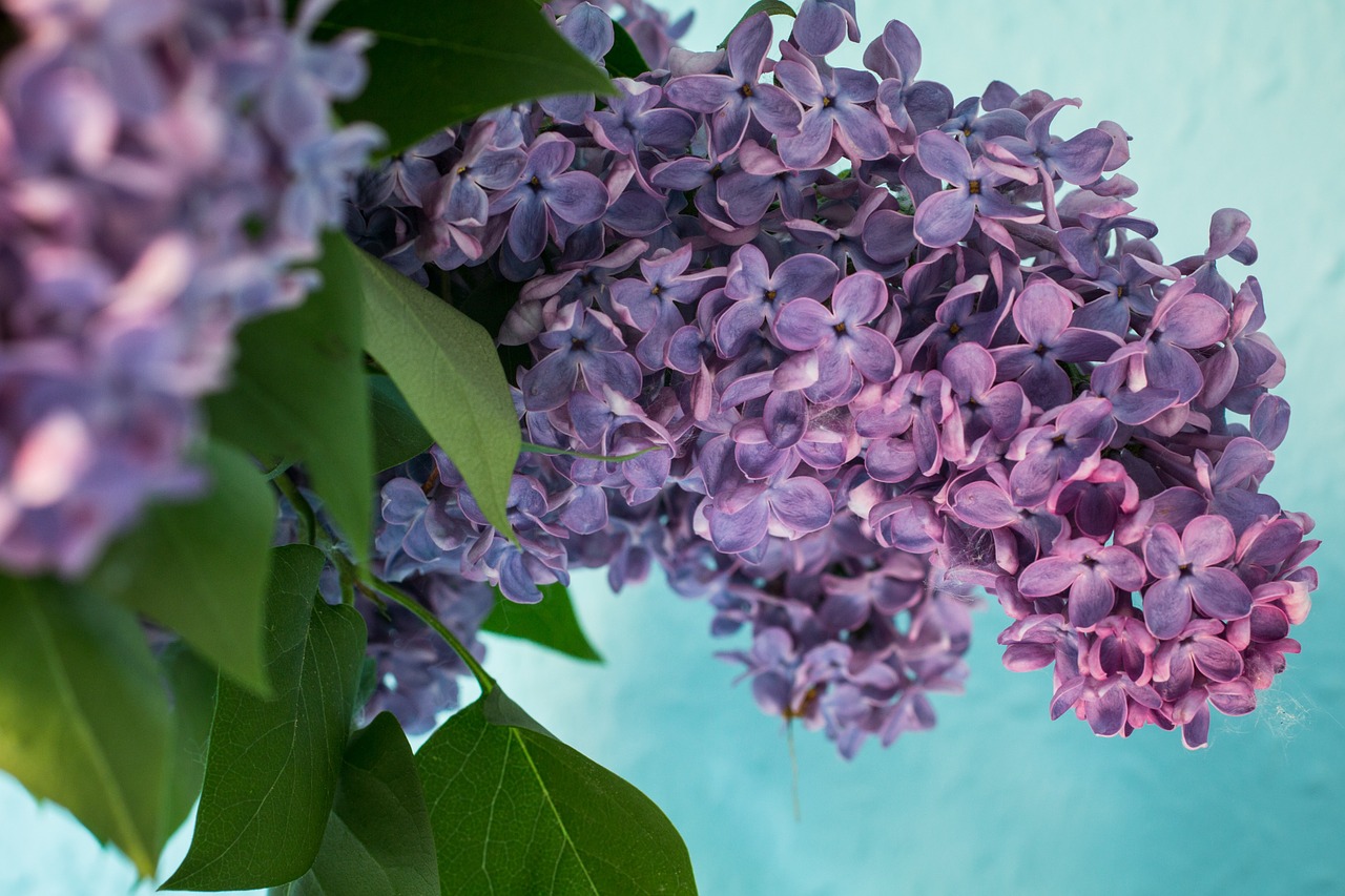 lilac syringa bush free photo