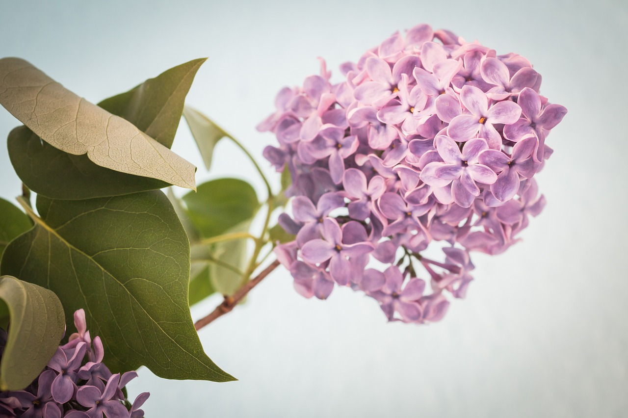 lilac syringa bush free photo