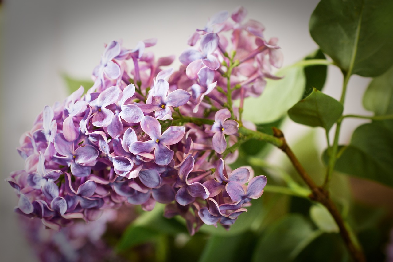 lilac syringa bush free photo