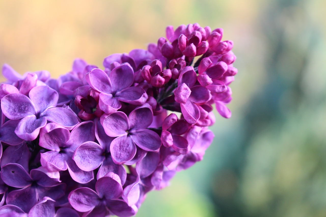 lilac spring bloom free photo