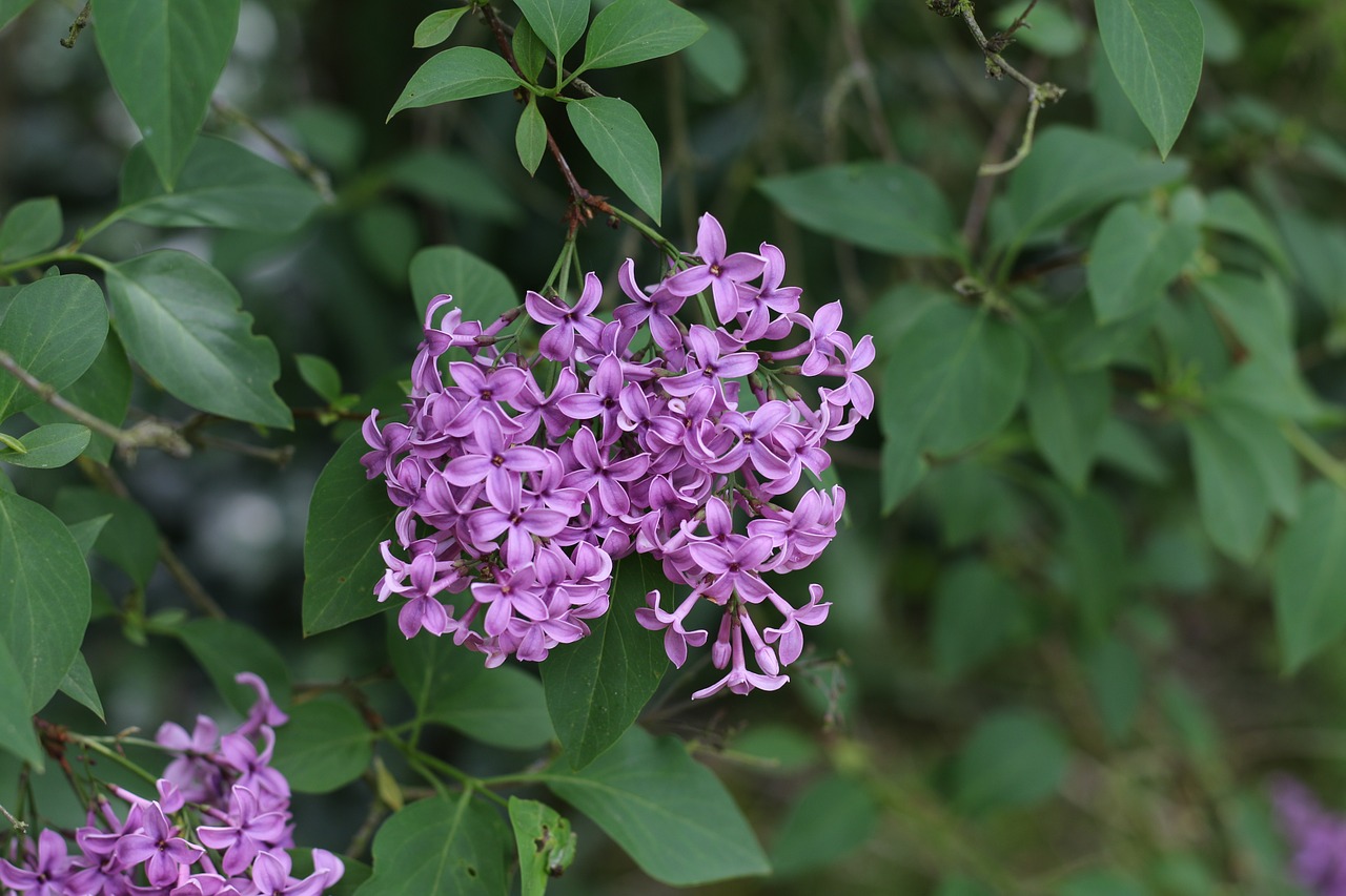 lilac shrub nature free photo