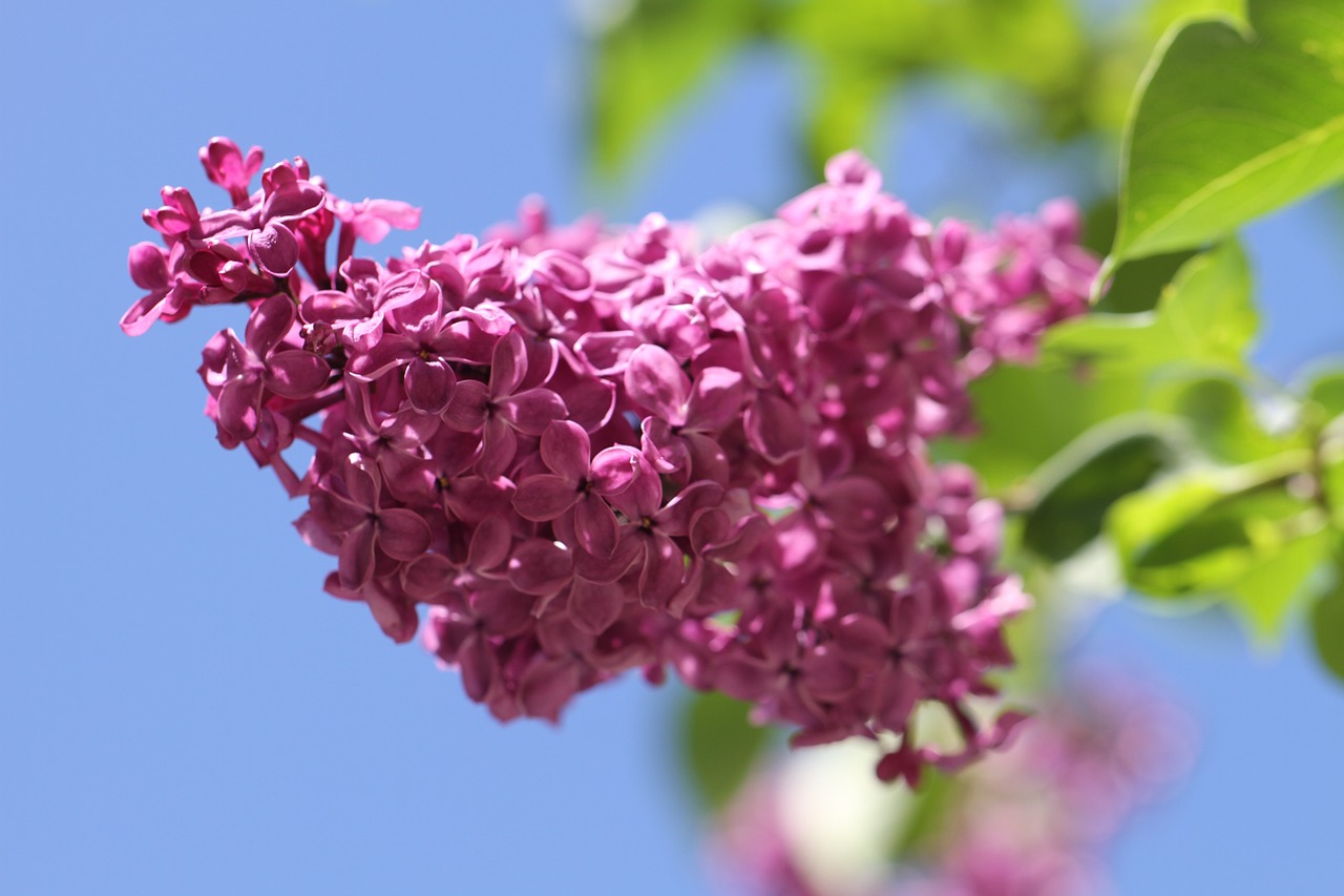 lilac ornamental shrub flowers free photo