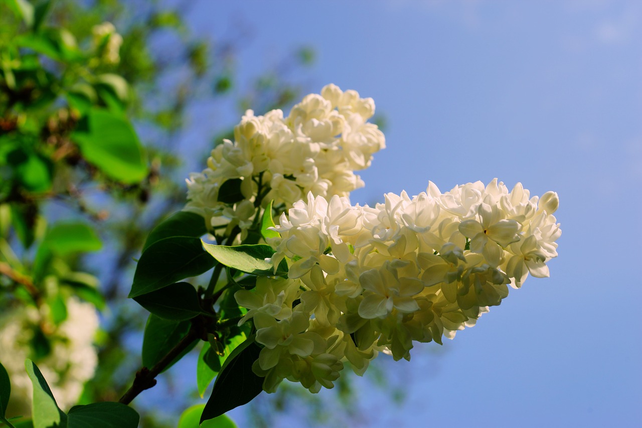 lilac blossom bloom free photo