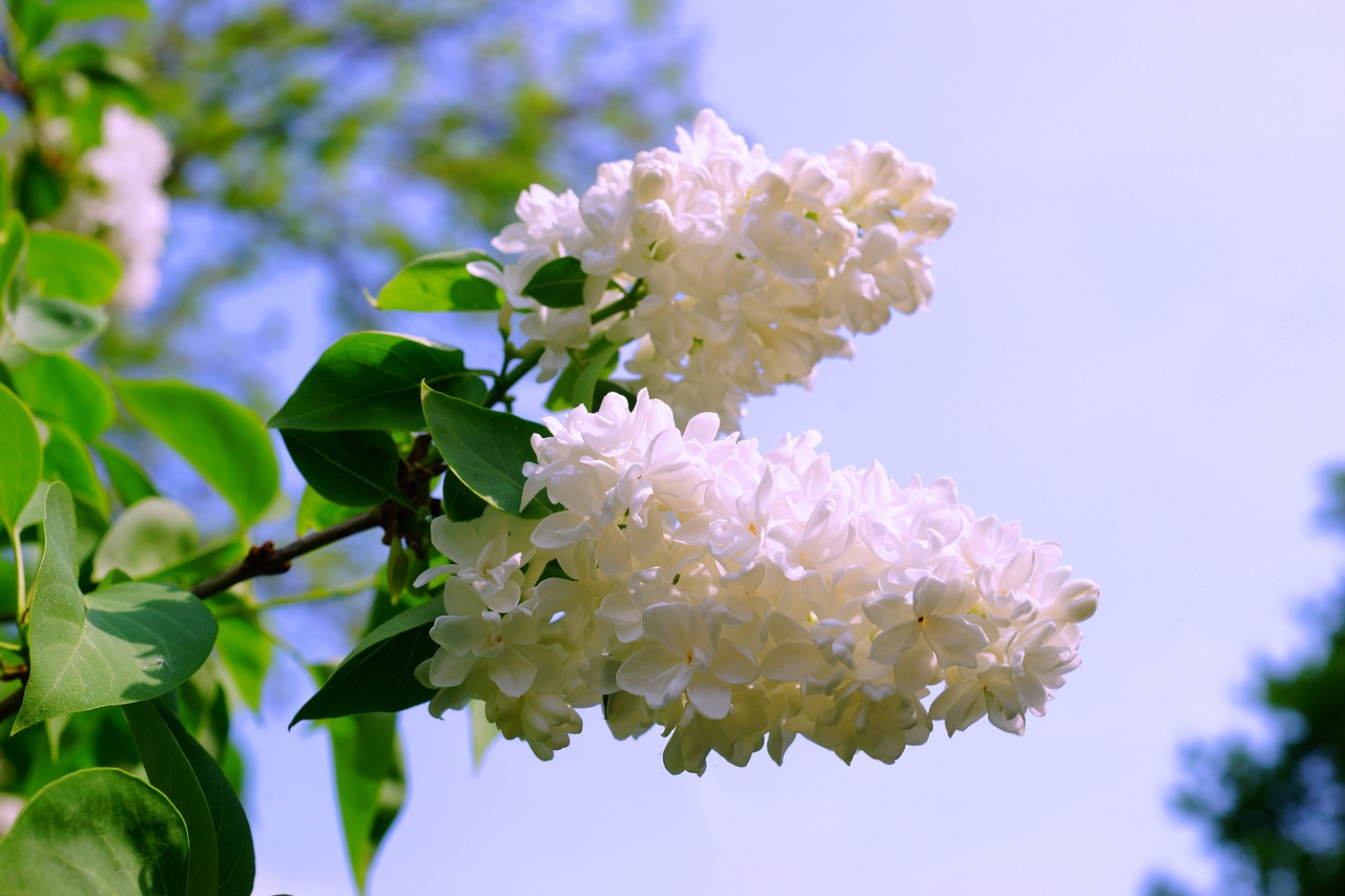 lilac white white lilac free photo