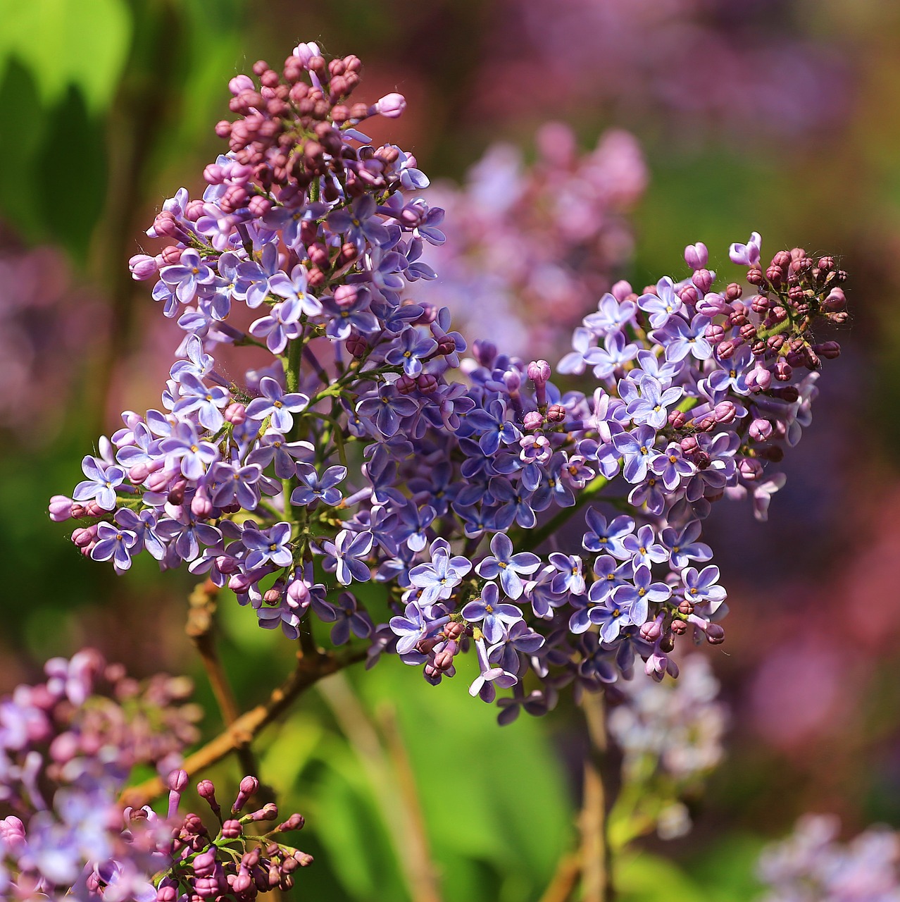 lilac flower spring free photo