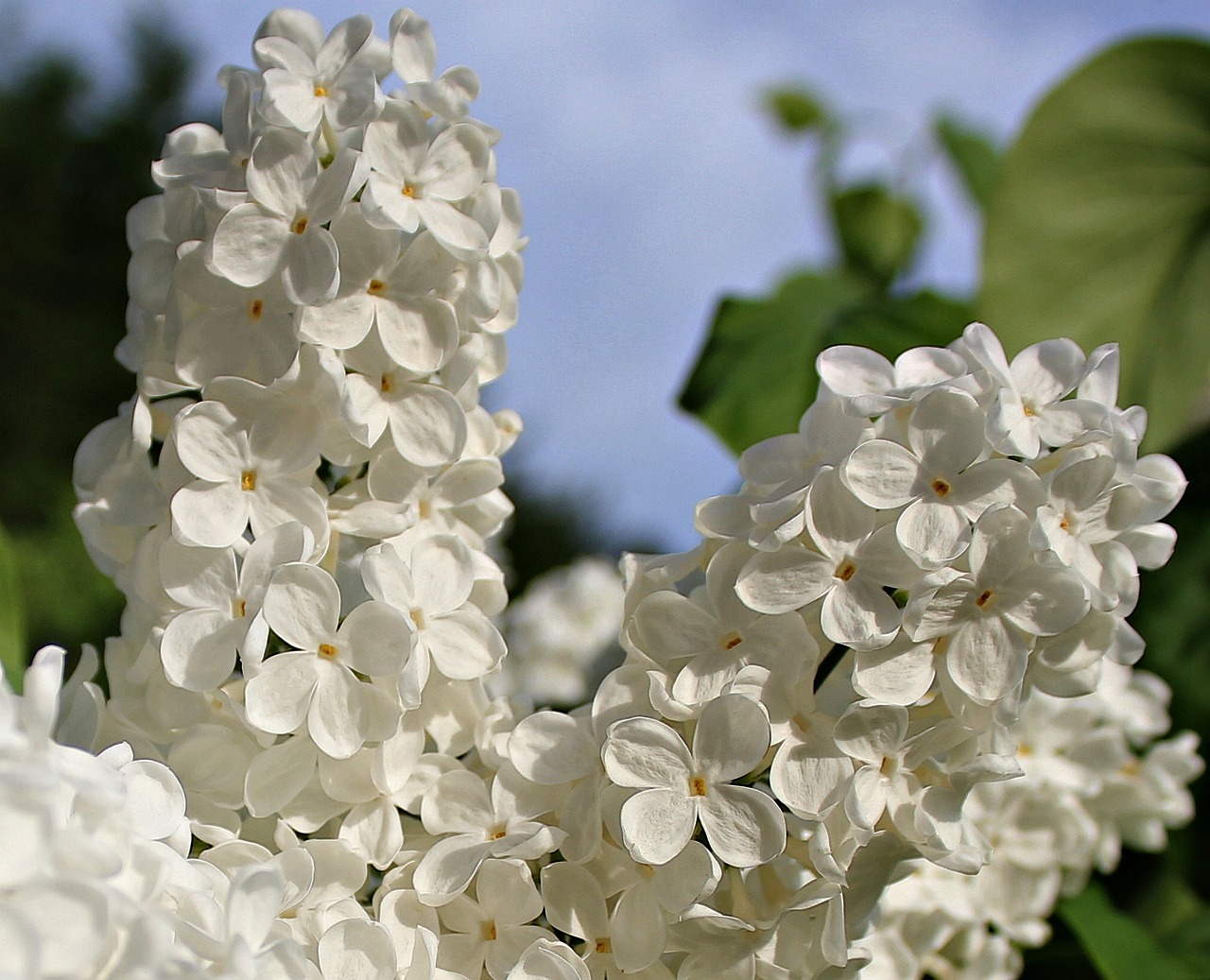 lilac white lilac white free photo