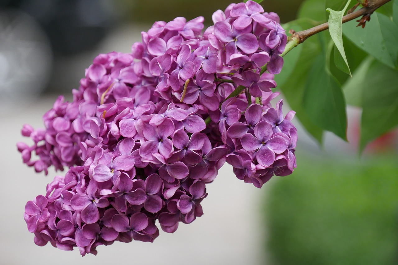 lilac blossom bloom free photo