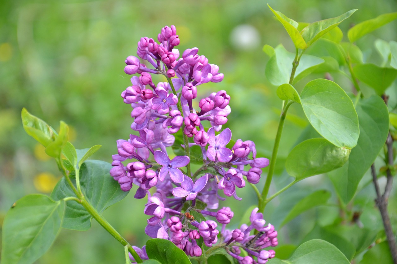 lilac spring bloom free photo