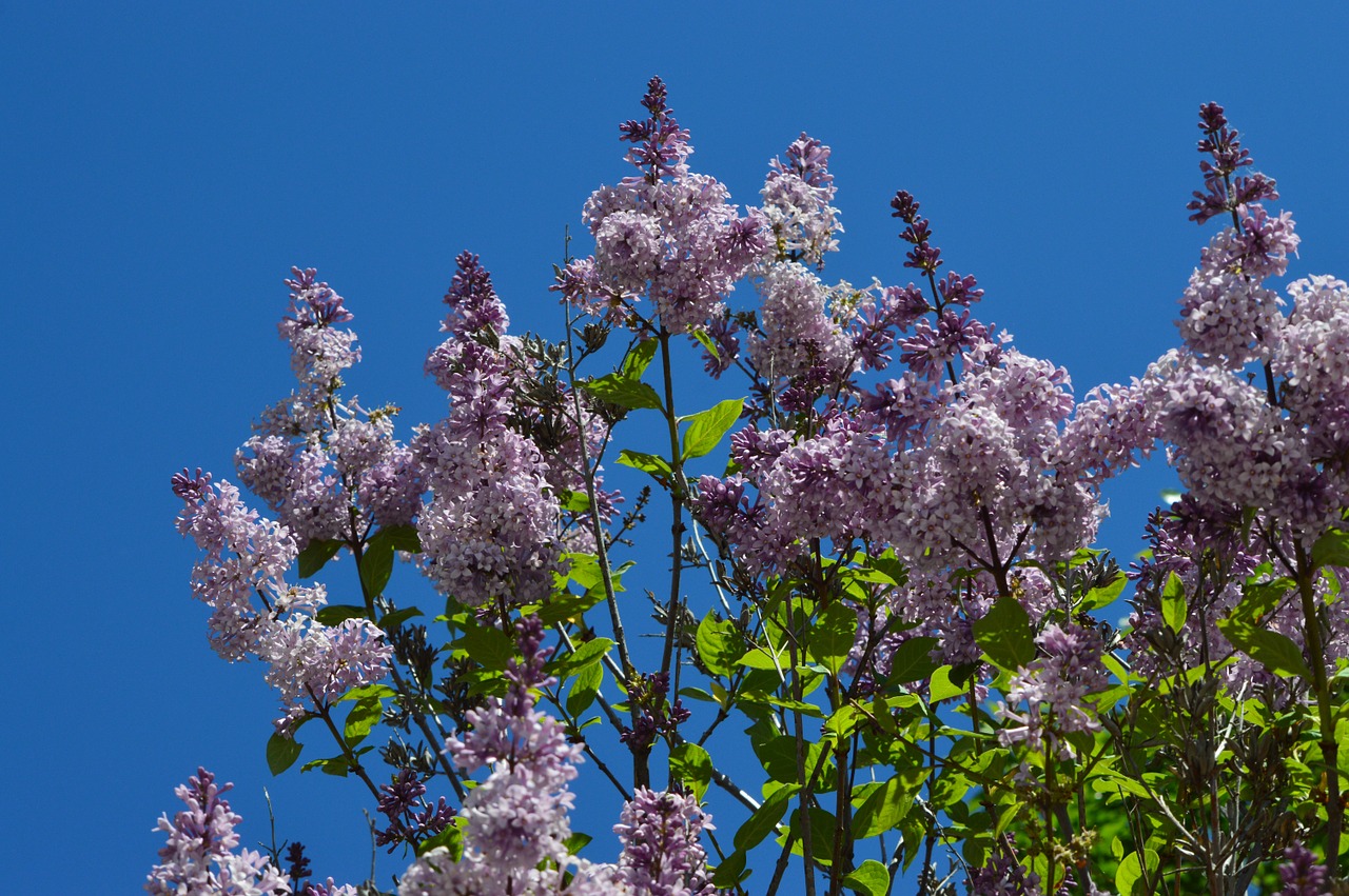 lilac purple lavender free photo