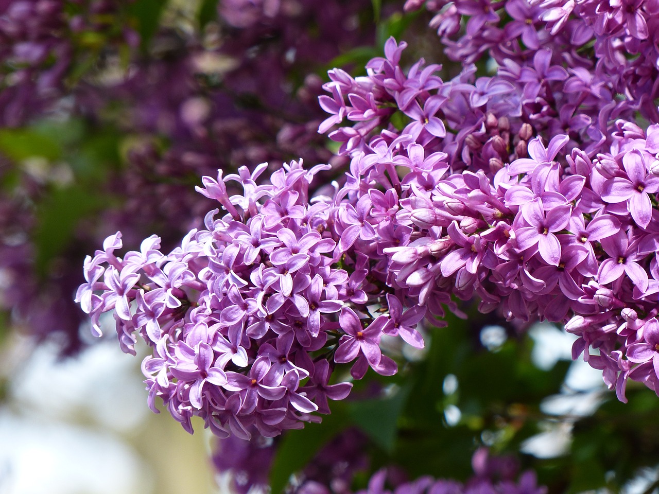 lilac spring nature free photo