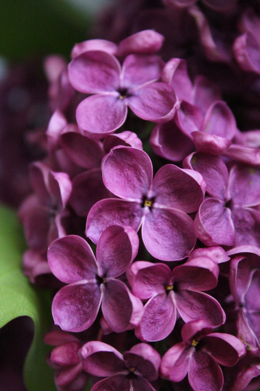 lilac flower nature free photo