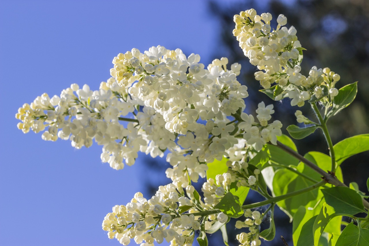 lilac summer finnish free photo