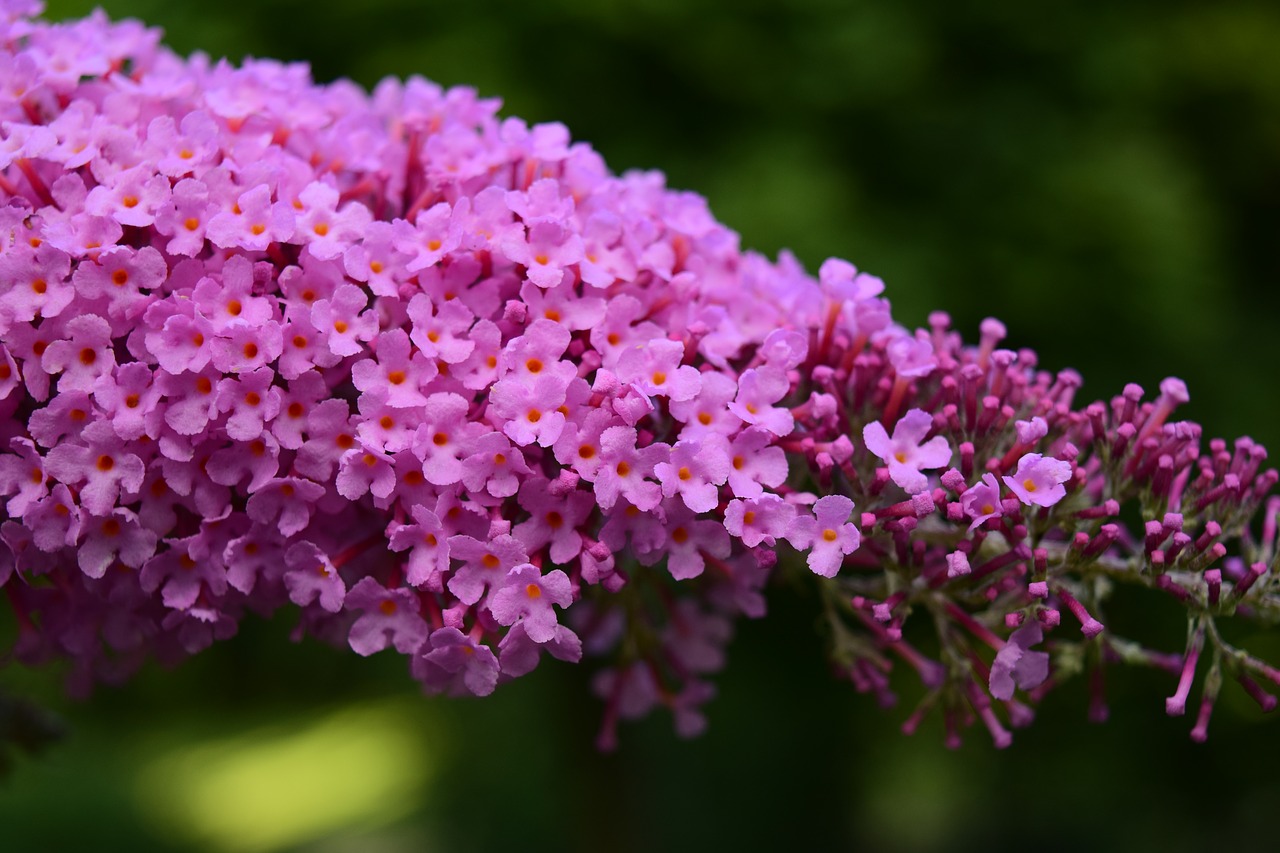 lilac close blossom free photo