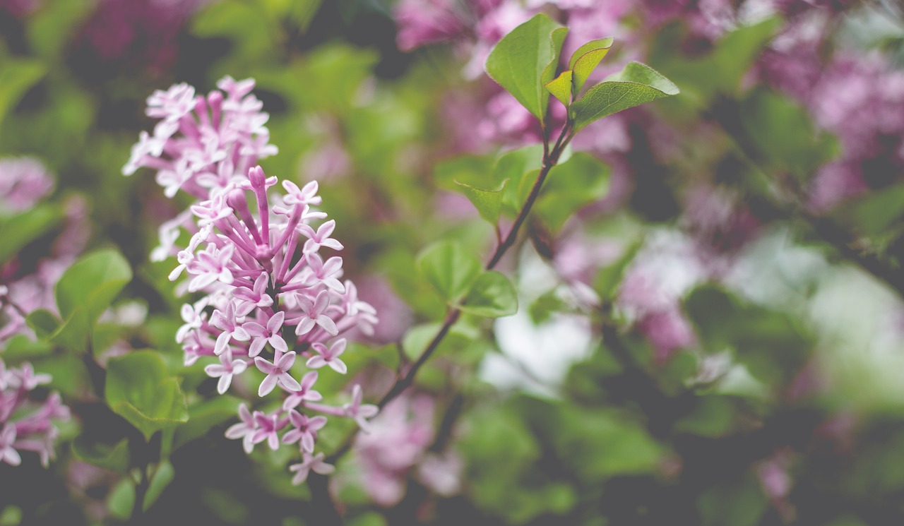 lilac blossom bloom free photo