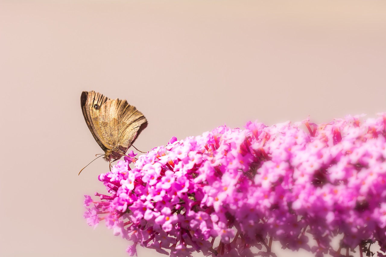 lilac summer lilac pink free photo