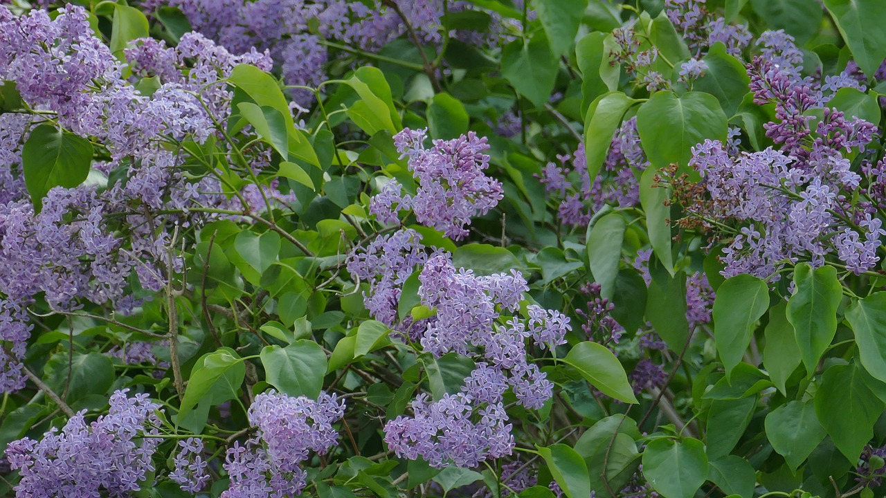lilac green bush free photo