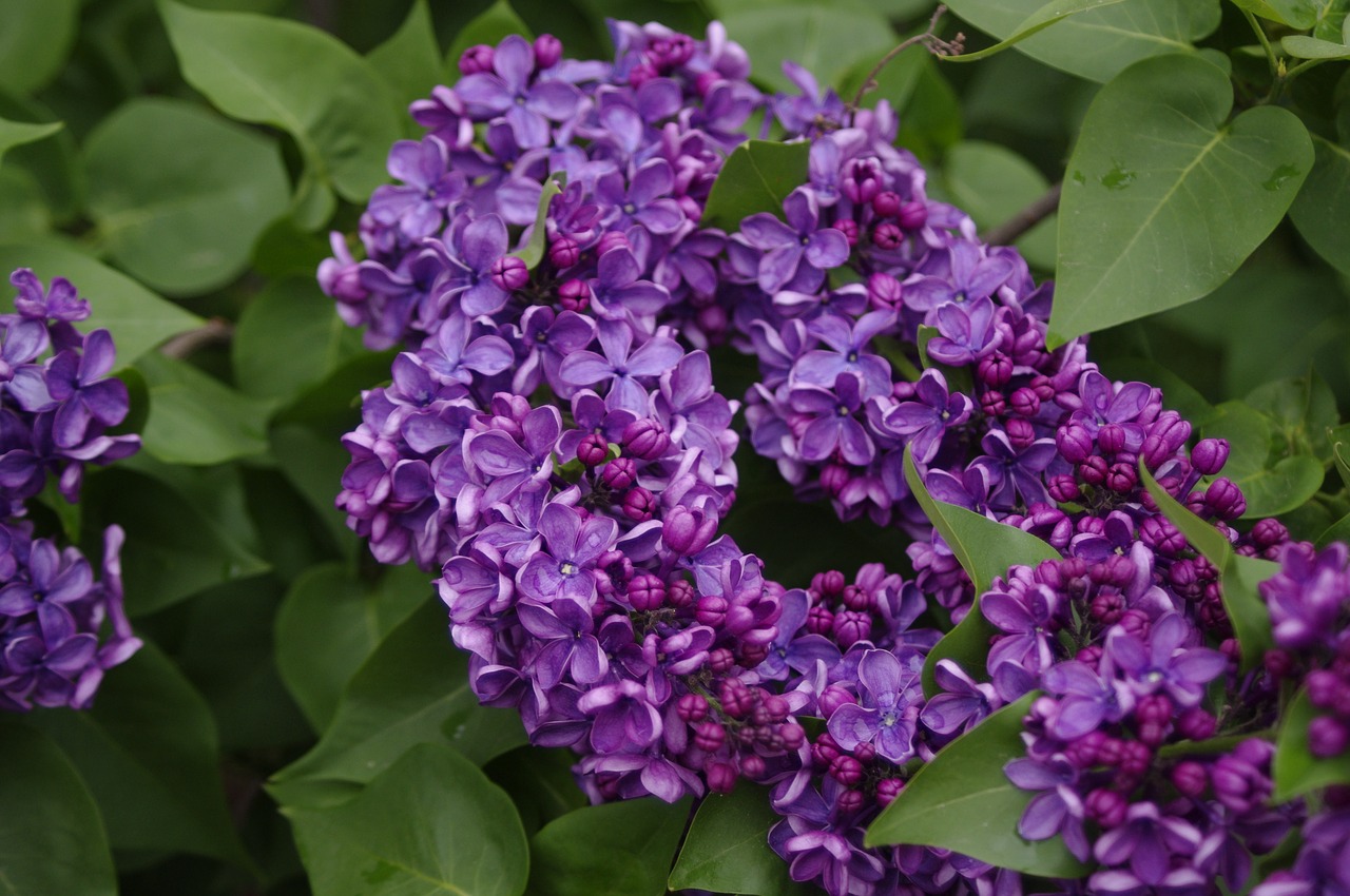 flowers lilac free pictures free photo