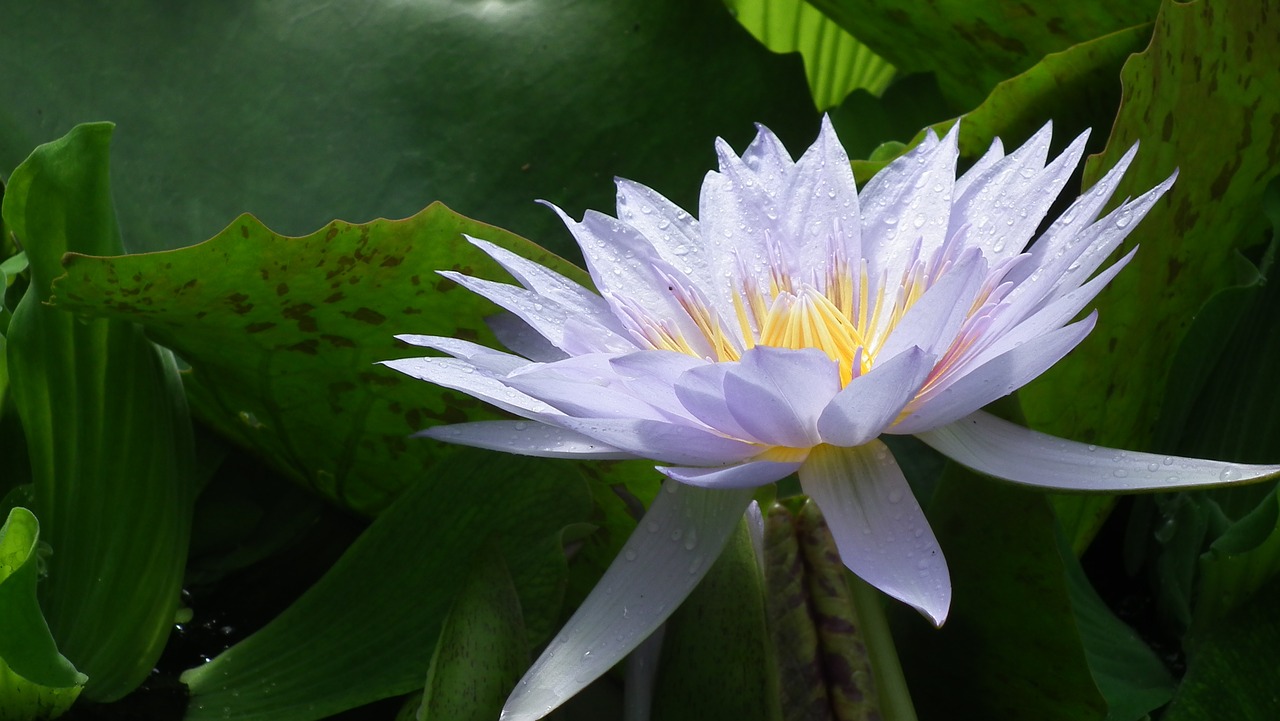 lilac colored flower free photo