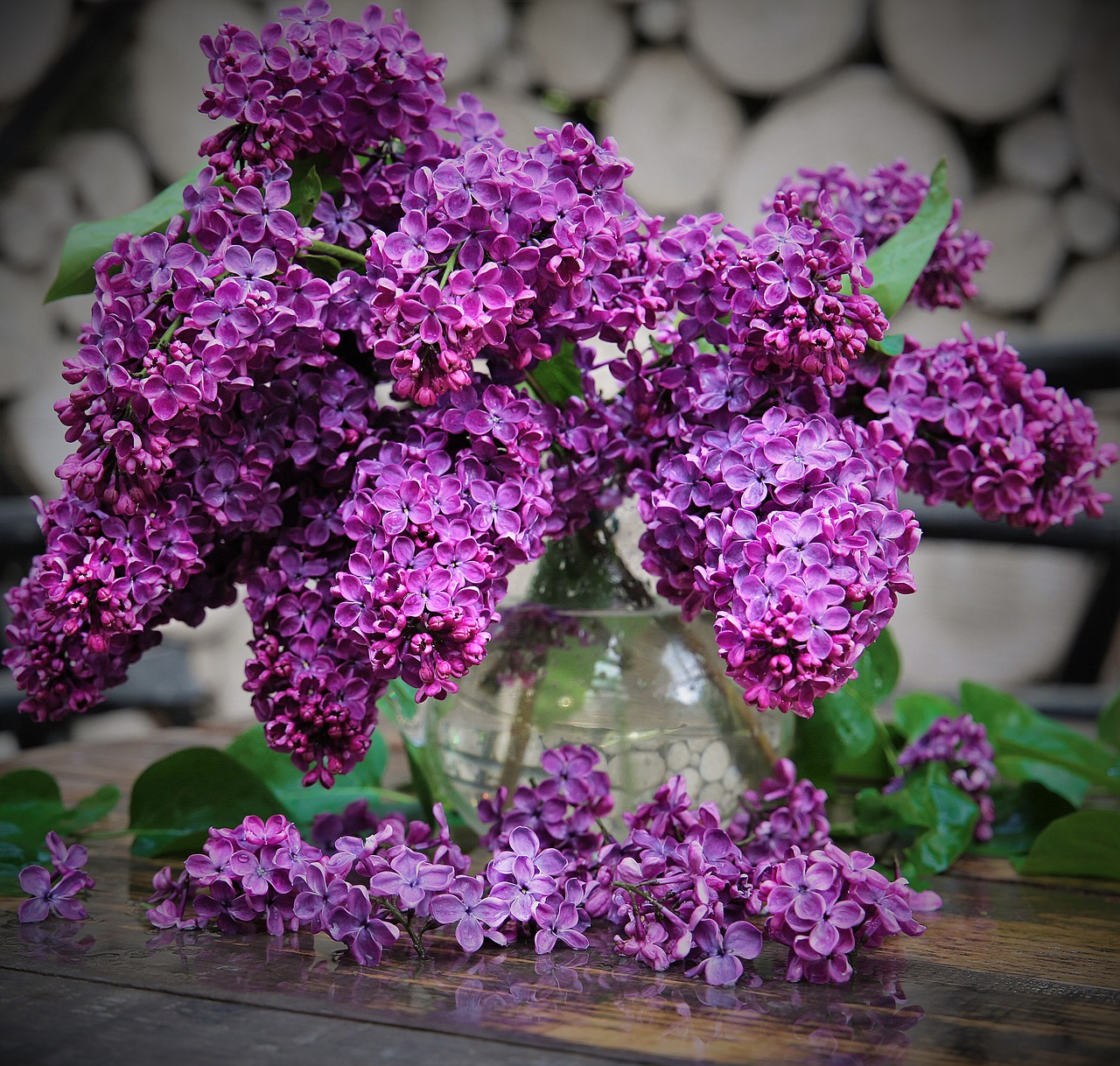 lilac bloom spring free photo
