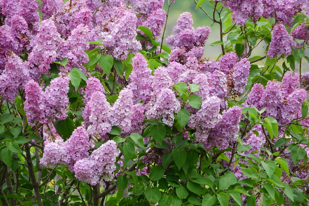 lilac syringa flowers free photo